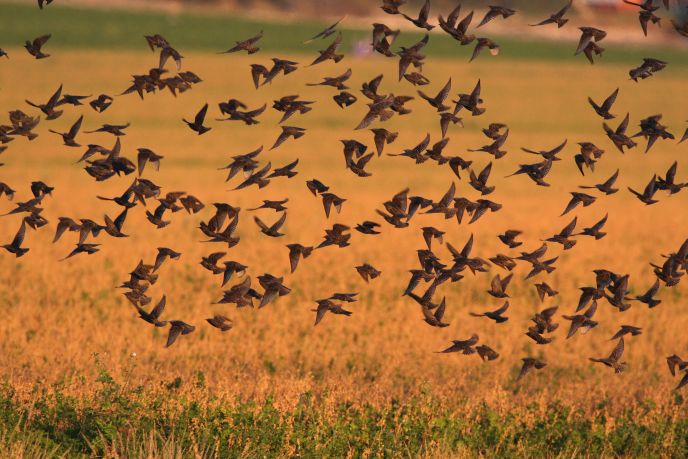 Photo of starlings in Israel by Haim Shohat/FLASH90