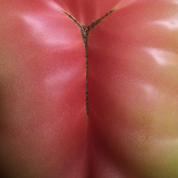 Eyal-Shani_Ron-Loker_4