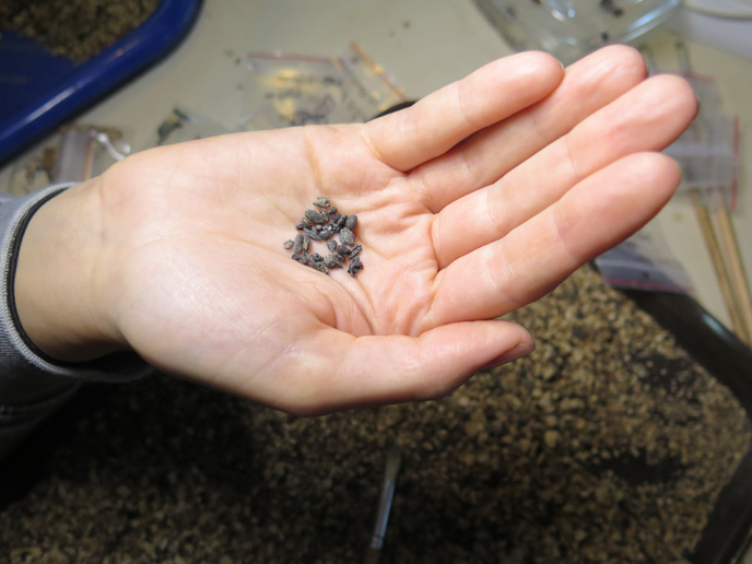 A joint dig by the University of Haifa and the Israel Antiquities Authority recently unearthed grape seeds from the Byzantine era. (Photo: Prof. Guy Bar-Oz)