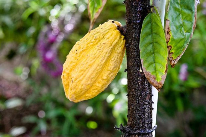 Cacao beans grow on six trees at Sarina Chocolate.
