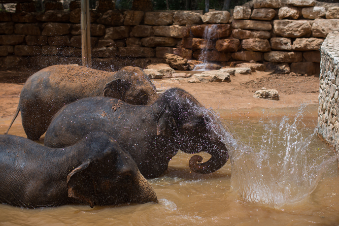 Elephants enjoy a swim at Jerusalem's Biblical Zoo on an extremely hot summer day, on May 27, 2015. (Photo by Yonatan Sindel/Flash90)