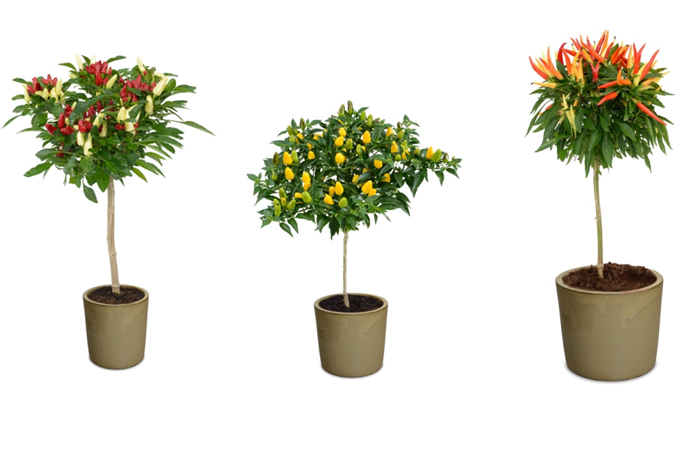 Hishtil nurseries introduces Funtastick, Conic and Medusa bell pepper trees for your garden. (courtesy photo)