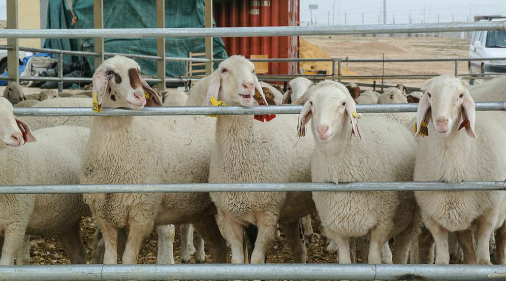 The herding and dairy initiative at Wadi Attir uses mixed herds of sheep and goats. Photo: courtesy