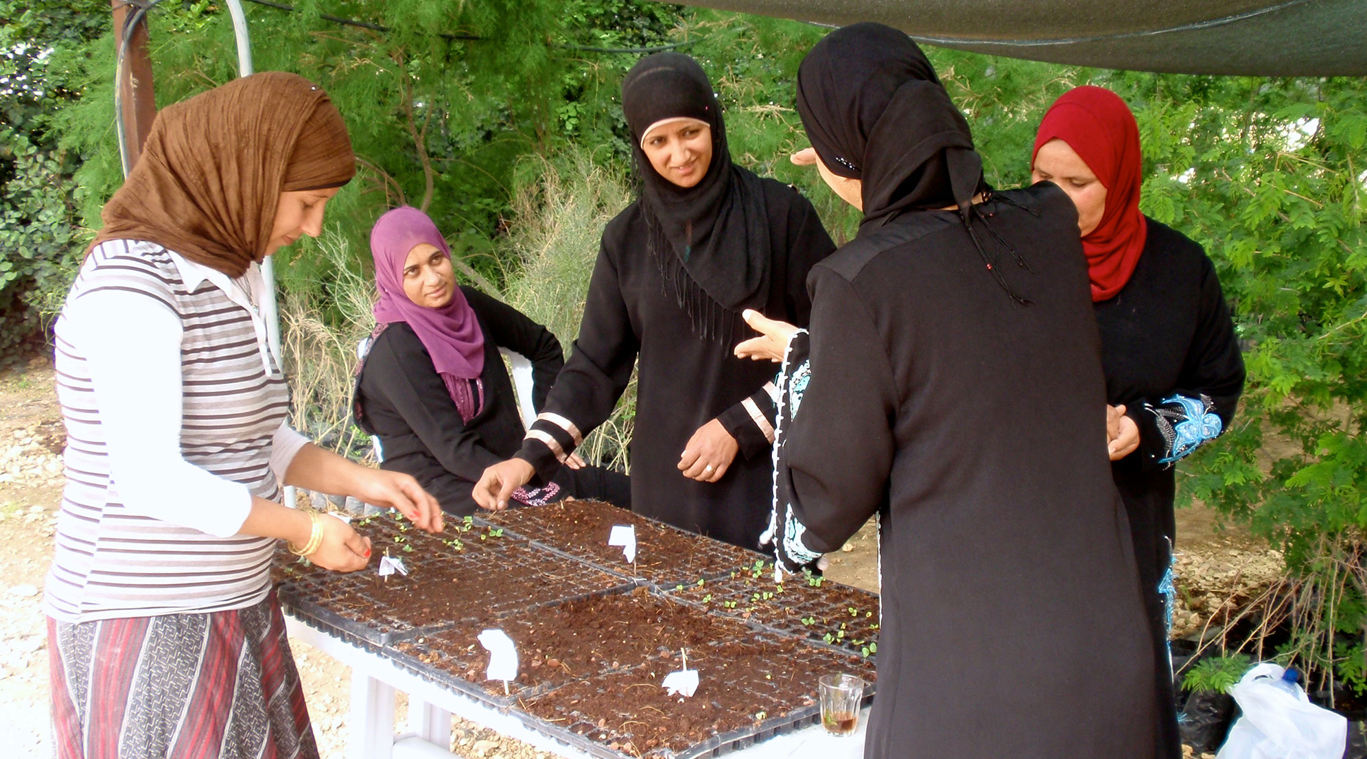 Women in the indigenous vegetable initiative are preserving and documenting traditional Bedouin vegetable cultivation techniques and contributing to better nutrition. Photo: courtesy