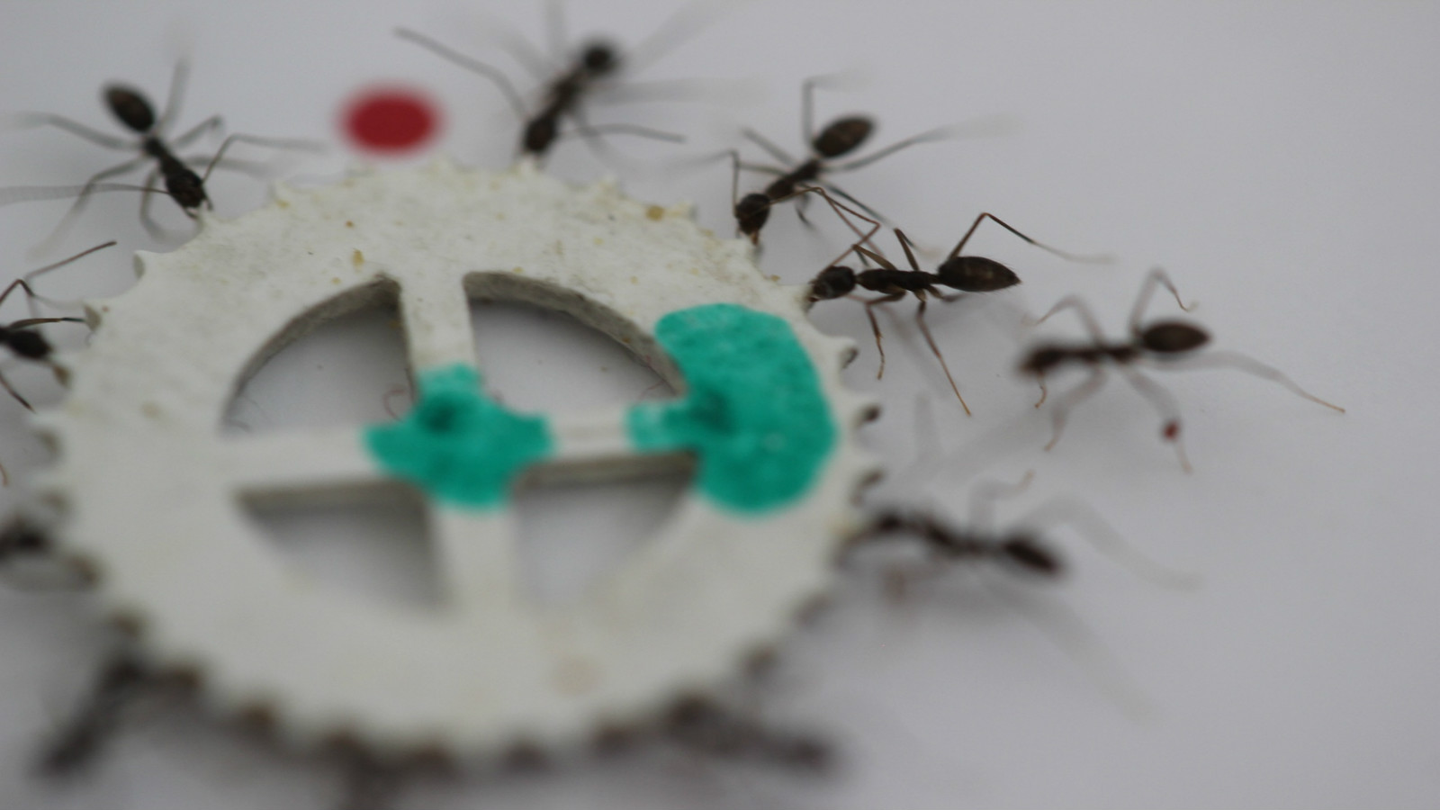 Weizmann_ants Ants in a group switch off every 10 to 20 seconds as they maneuver food to the nest. Photo courtesy of Weizmann Institute
