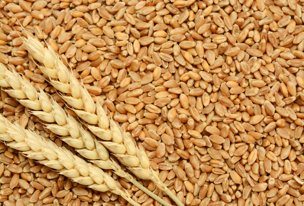 World demand for wheat is constantly growing. Image via Shutterstock.com World demand for wheat is constantly growing. Image via Shutterstock.com