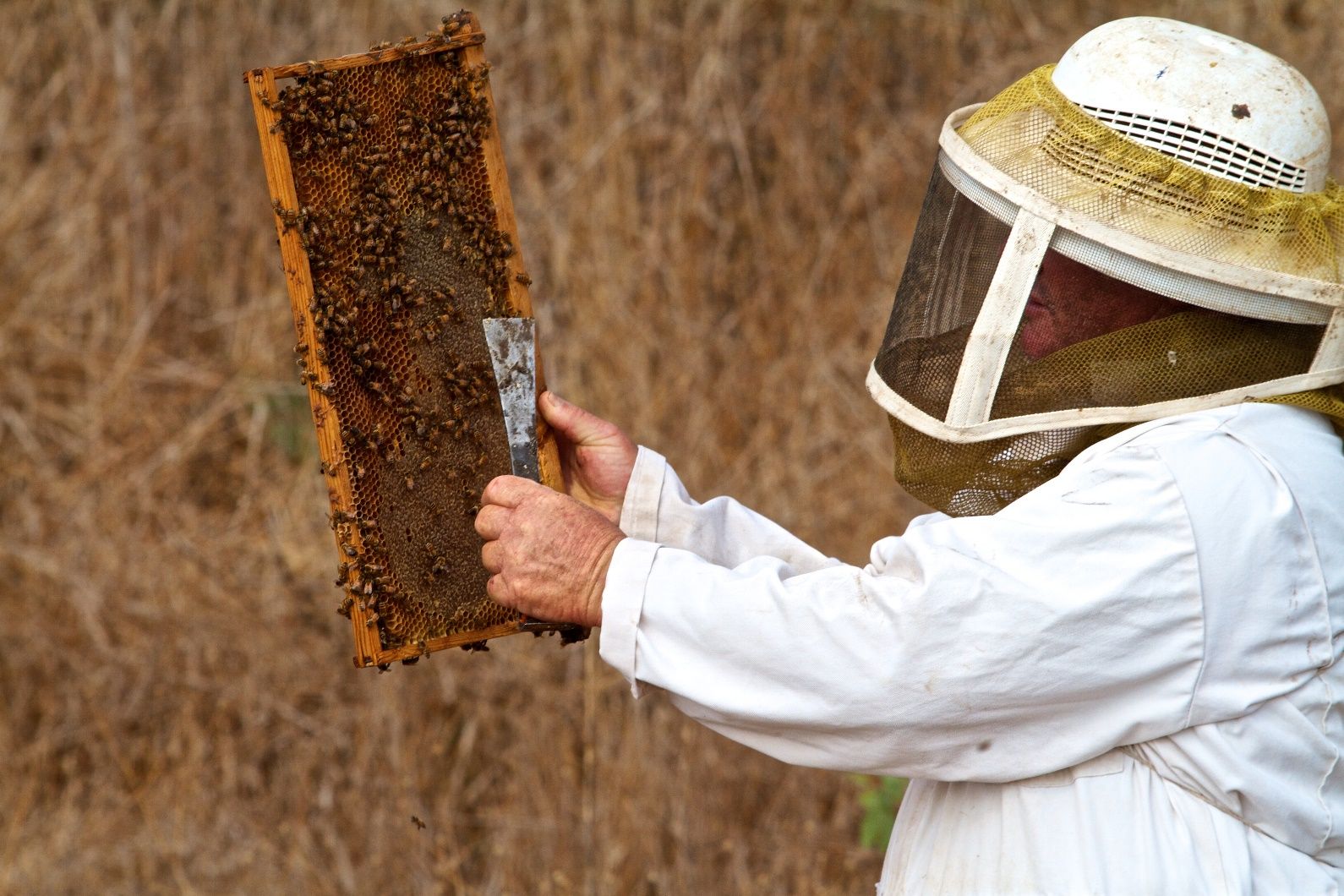 An Israeli beekeeper. Photo by Doron Horowitz/Flash90 A beekeeper wearing a protective suit and hat holds a honeycomb frame covered with bees and uses a metal tool, with a dry brown background behind them.