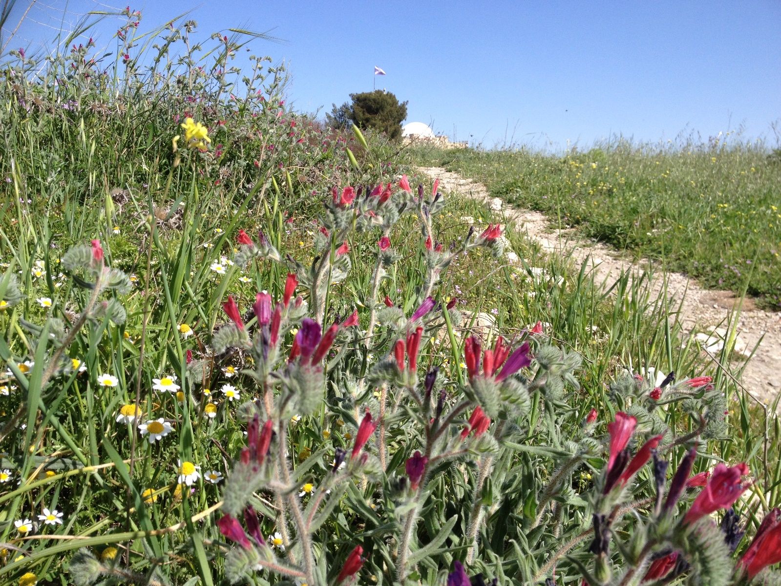 Flowers on Bible Hill, photographed by Moriah Gilbert.