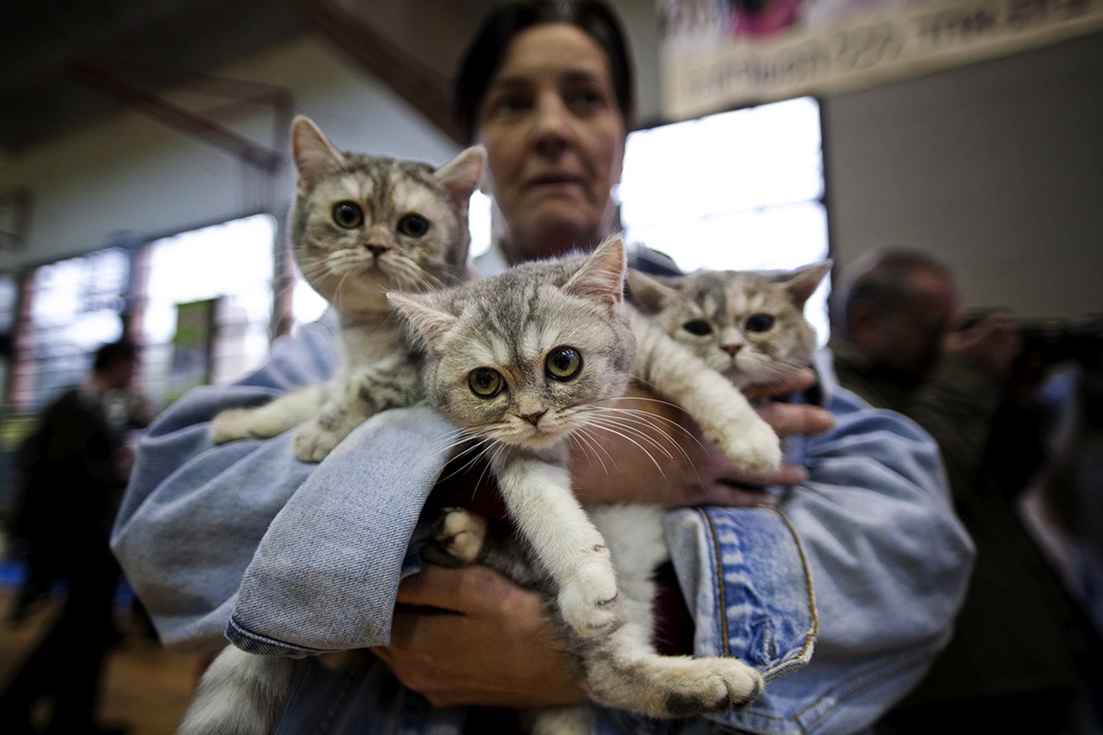 This woman brought her three cats to the 2012 Royal International Exhibition in Holon. Photo by Dima Vazinovich/FLASH90