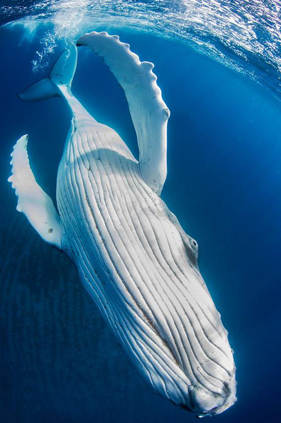 Photo by Noam KORTLER/Festival Mondial de l'Image Sous-Marine