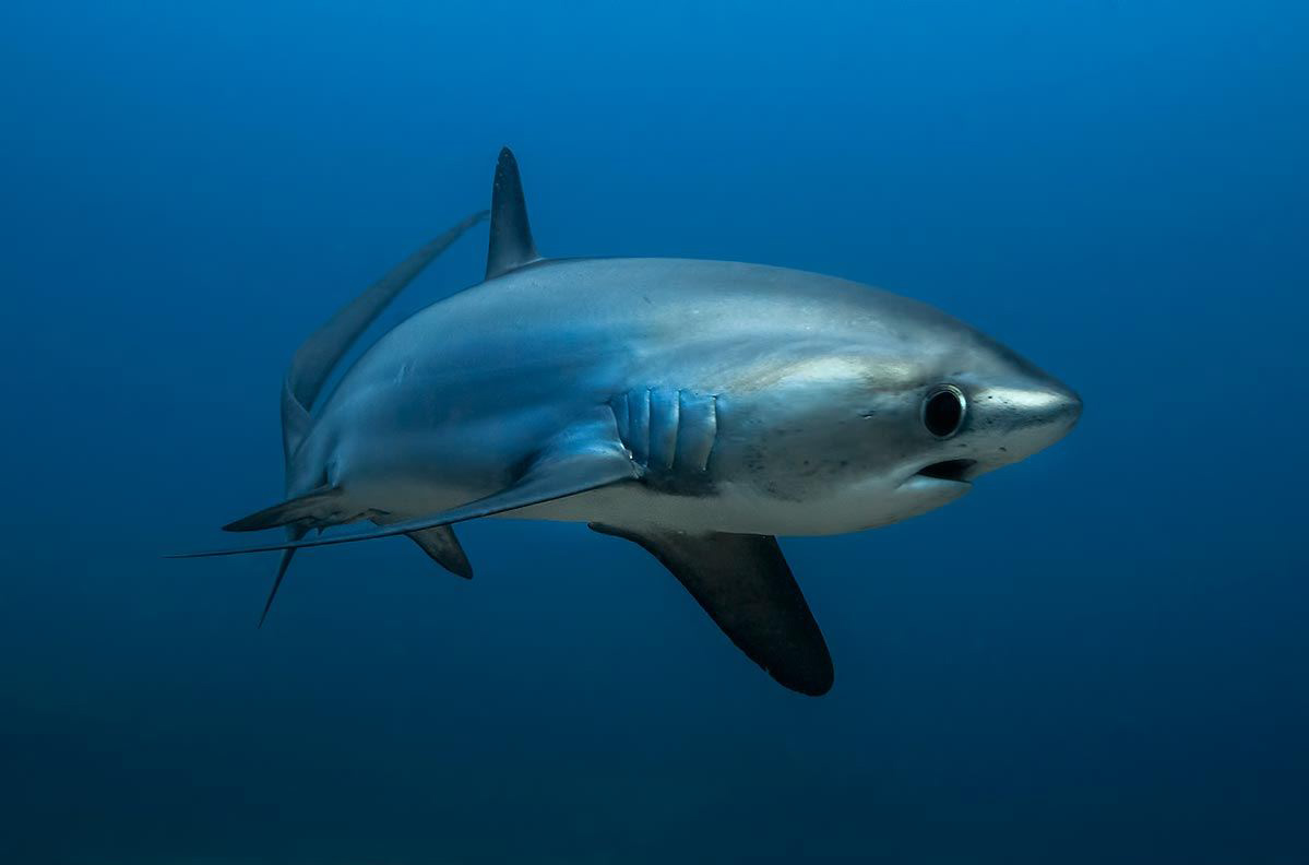 Photo by Noam KORTLER/Festival Mondial de l'Image Sous-Marine