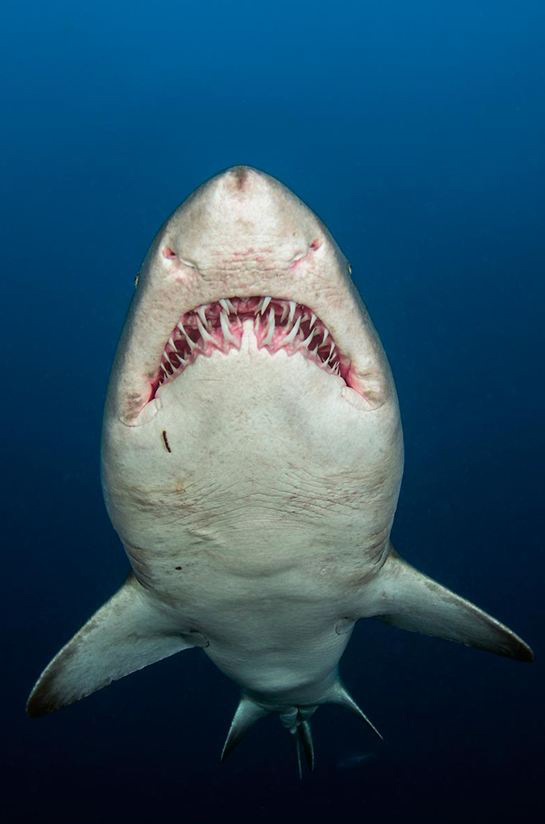 Photo by Noam KORTLER/Festival Mondial de l'Image Sous-Marine