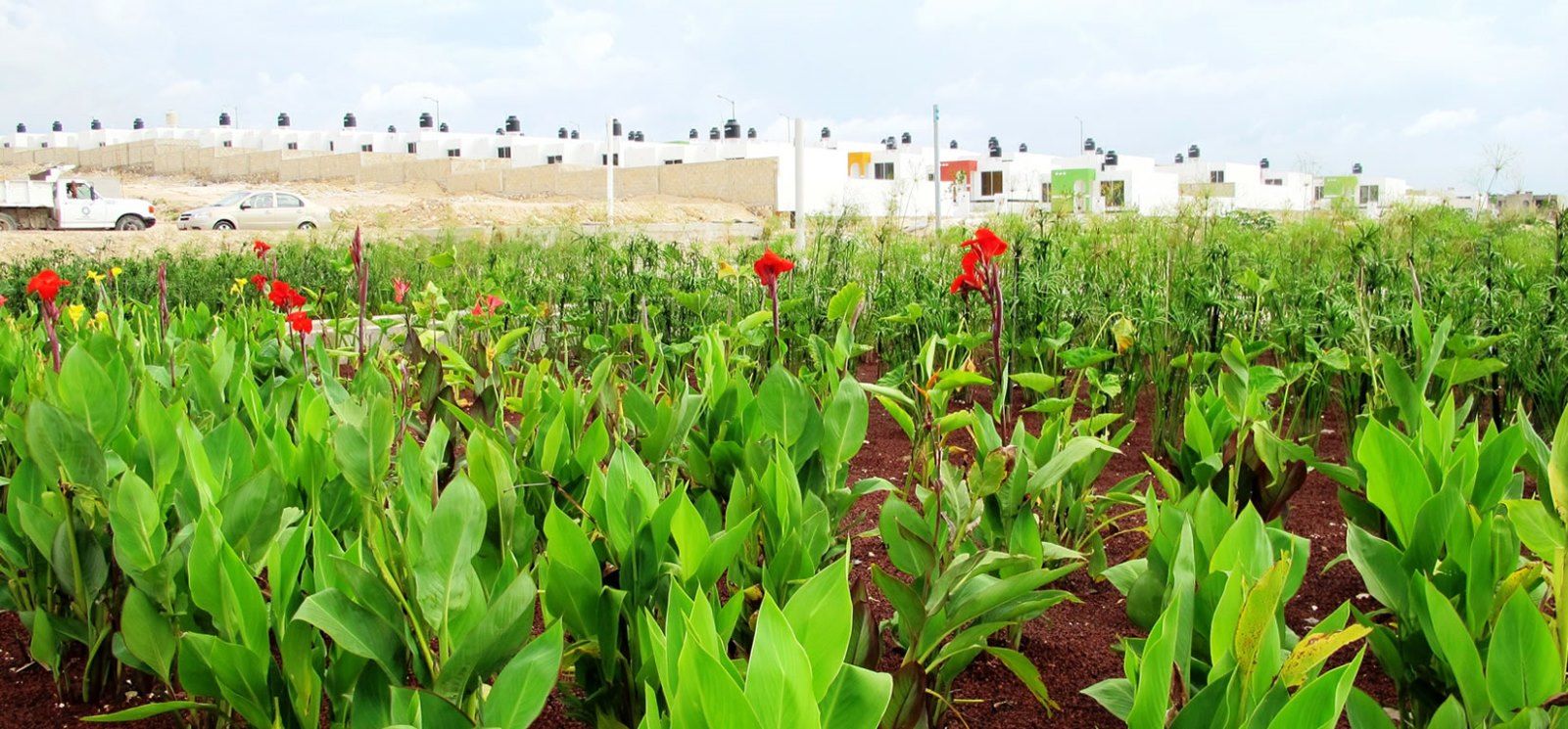 An Ayala wetlands installation protects the water of the Campeche Municipal Canal in Mexico. Photo: courtesy