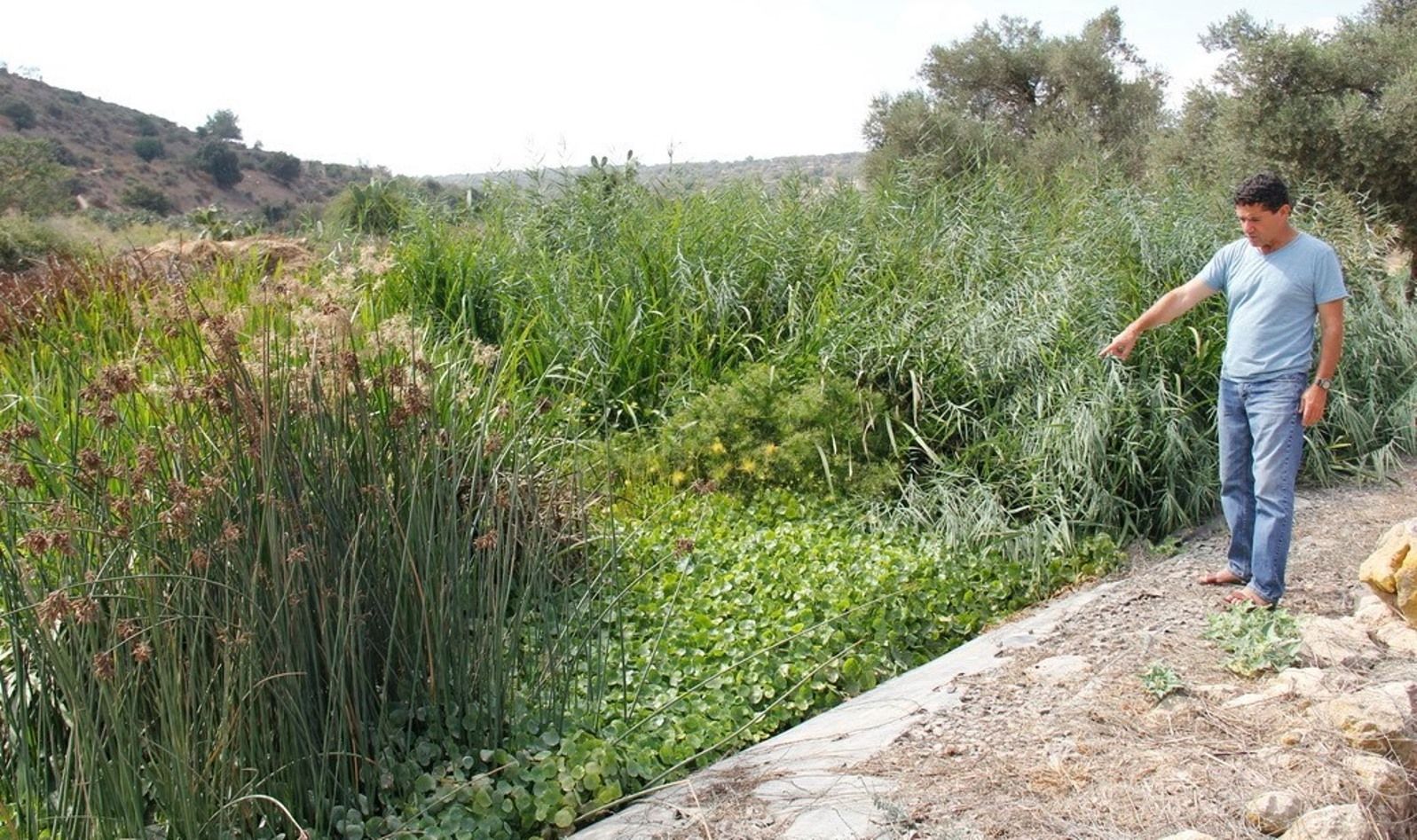 Ayala Water & Ecology CEO Eli Cohen among his plants at Moshav Tzipori. Photo: courtesy