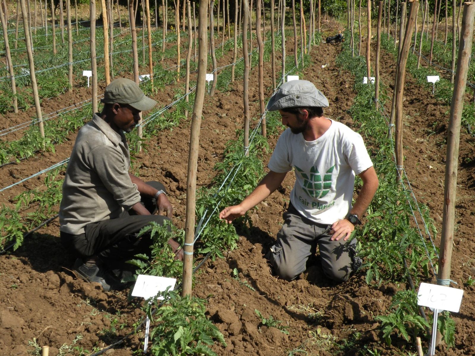 Fair Planet volunteers visit each participating farmer weekly to give advice on best practices. Photo: courtesy Fair Planet volunteers visit each participating farmer weekly to give advice on best practices. Photo: courtesy