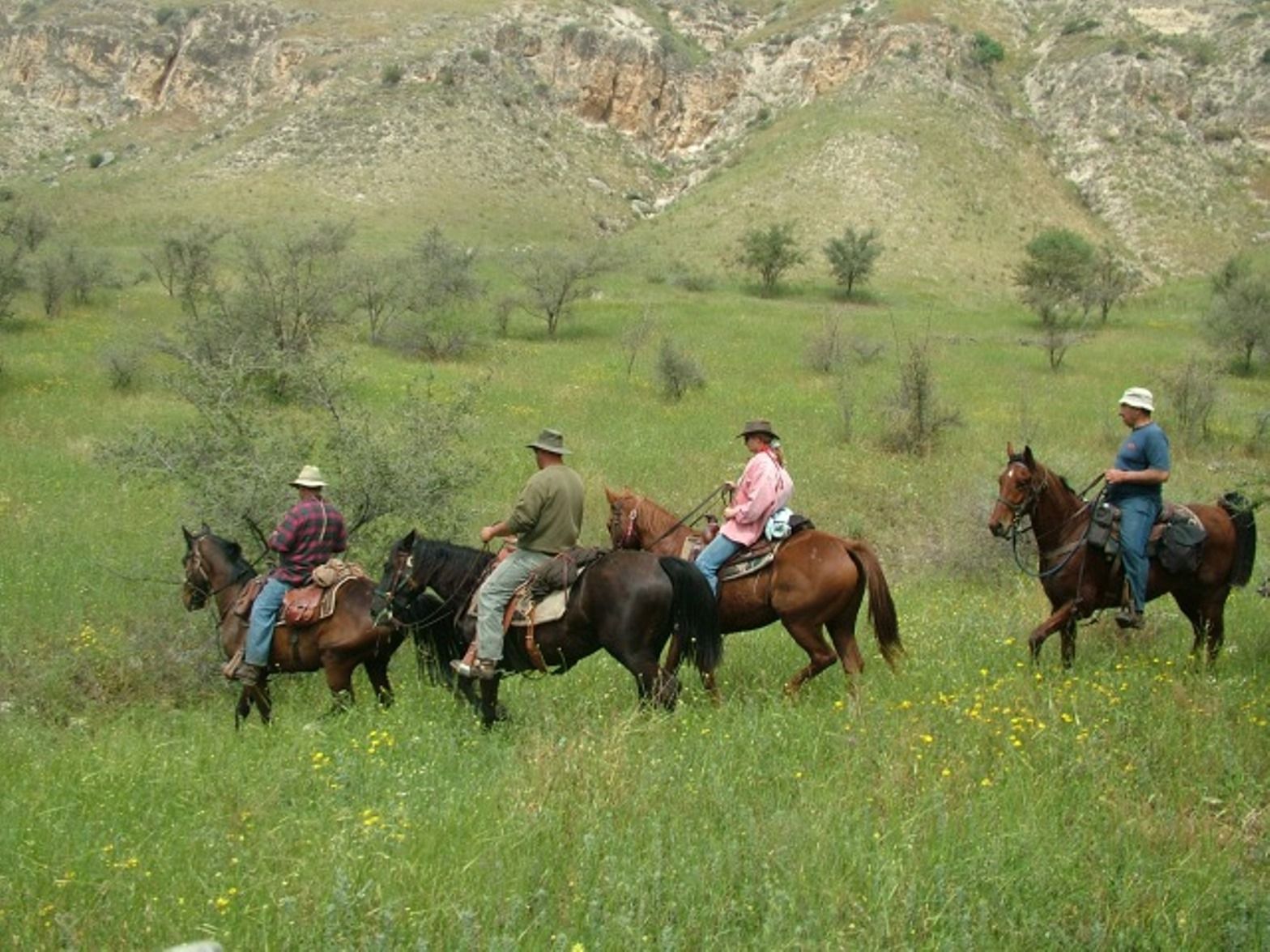 Horses on the Golan Trail. Photo by Israel Eshed