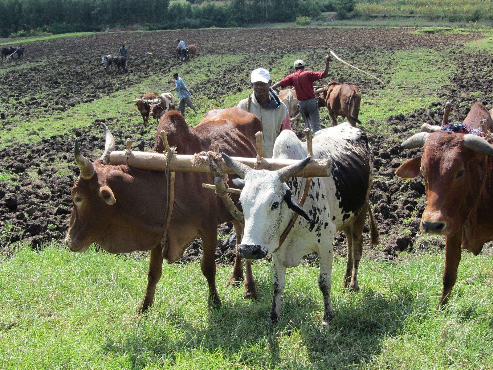 Ethiopian subsistence farmers use animals to work the fields. Photo: courtesy Ethiopian subsistence farmers use animals to work the fields. Photo: courtesy