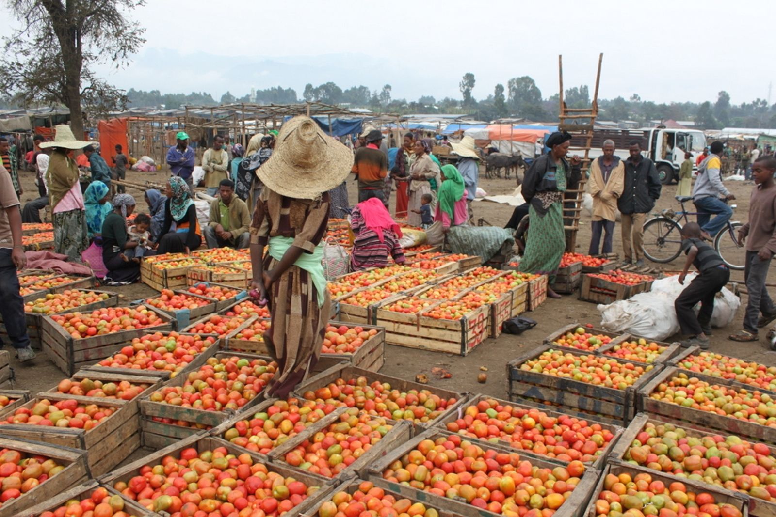 Tomatoes grown from high-quality seed fetch a higher price at market. Photo: courtesy Tomatoes grown from high-quality seed fetch a higher price at market. Photo: courtesy