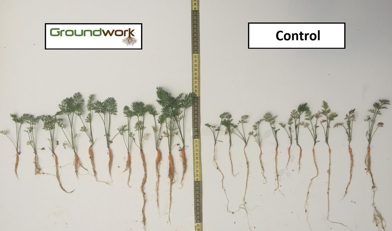 Carrots grown with Rootella, left, and without. Photo courtesy of Groundwork BioAg