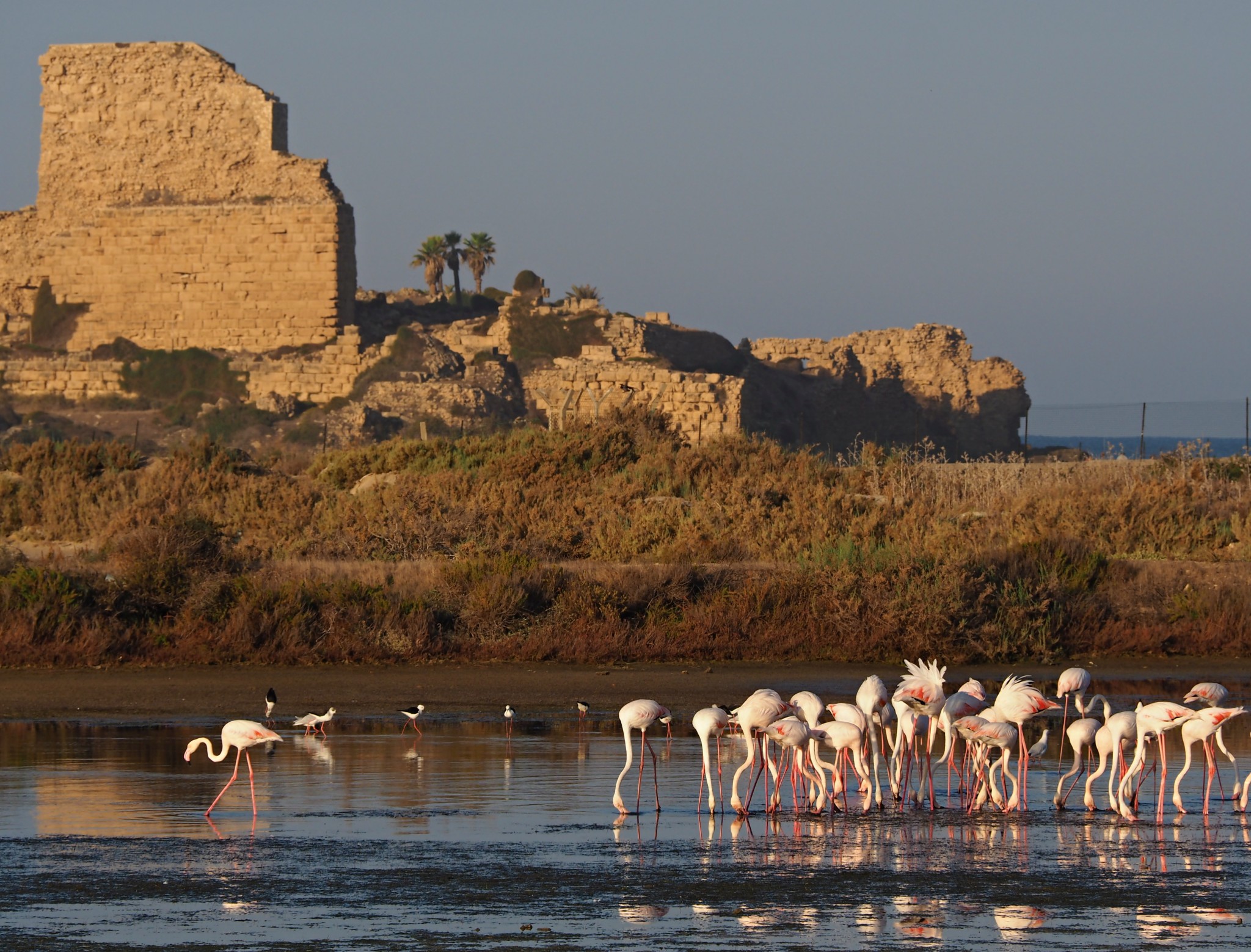 Flamingos in front of the Atlit Fortress. Photo by Ilya Krivorok