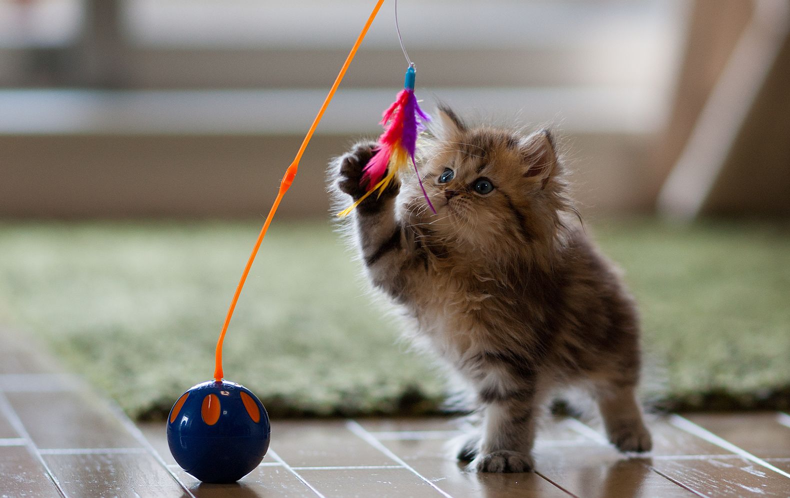 Keep your cat amused even if you’re not there. Photo courtesy of Cat2See