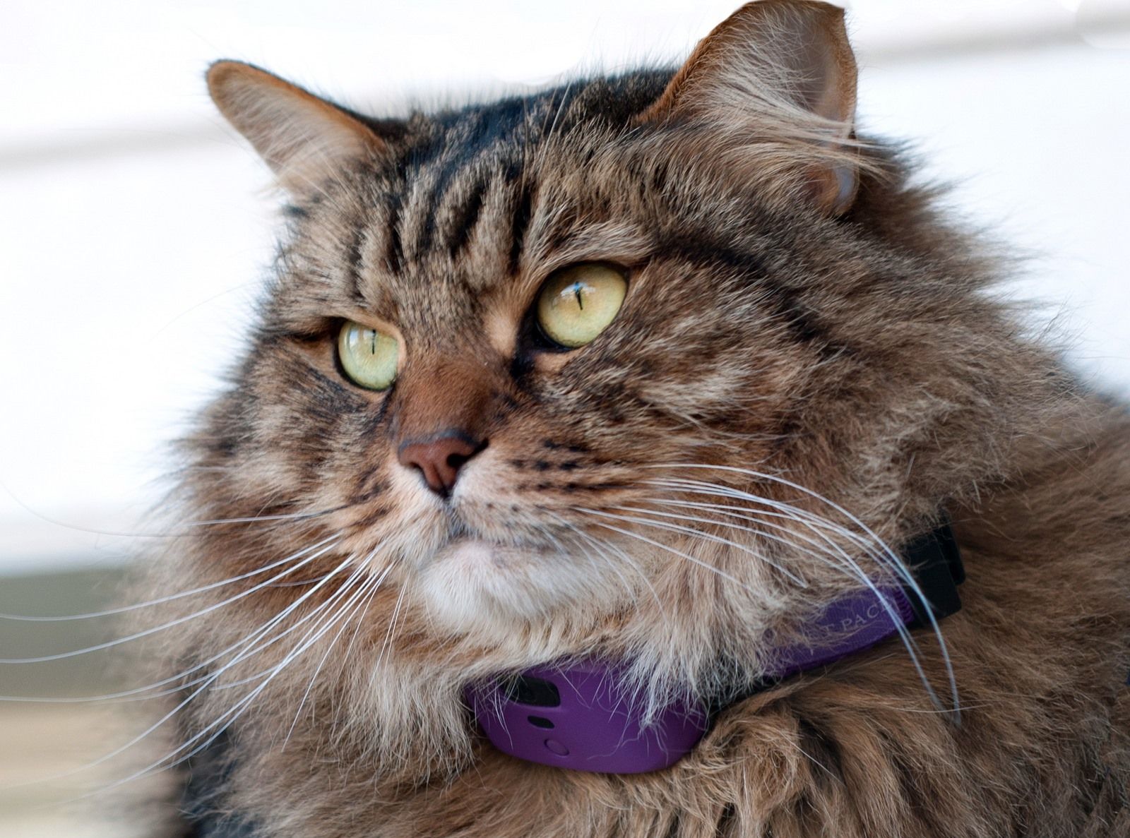 The PetPace collar monitors kitty’s vitals and alerts to abnormalities. Photo: courtesy