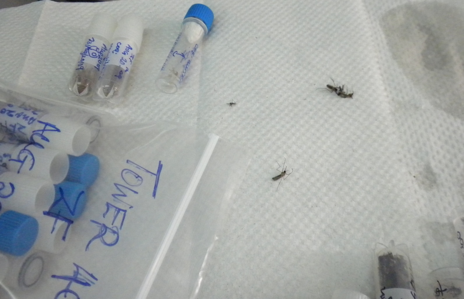 Insects collected in the Zika Forest. Photo courtesy of Dr. Leslie Lobel