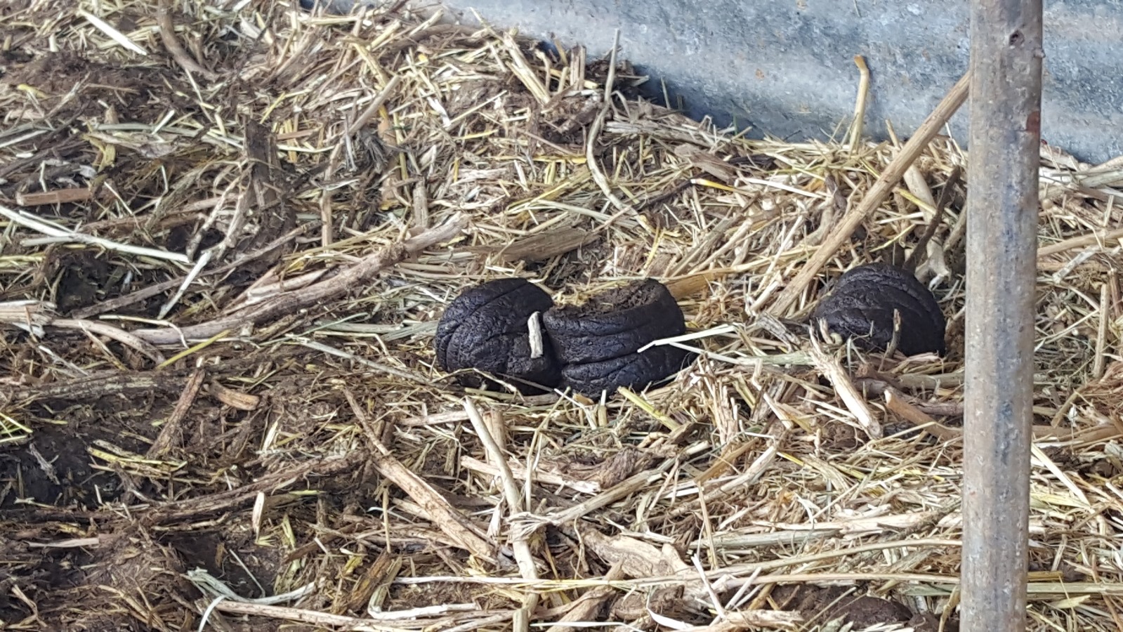 Alon Zimmerman uses his cows’ droppings to power the farm. Photo by Ari Pollack