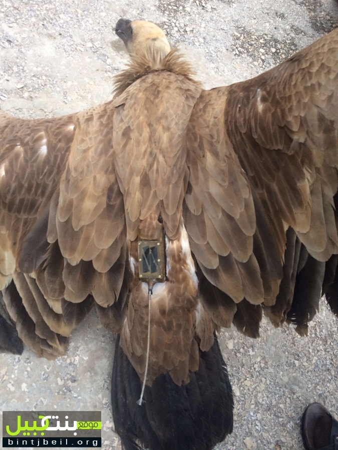 Authorities in Lebanon say the vulture has been released. Photo via bintjbeil.org