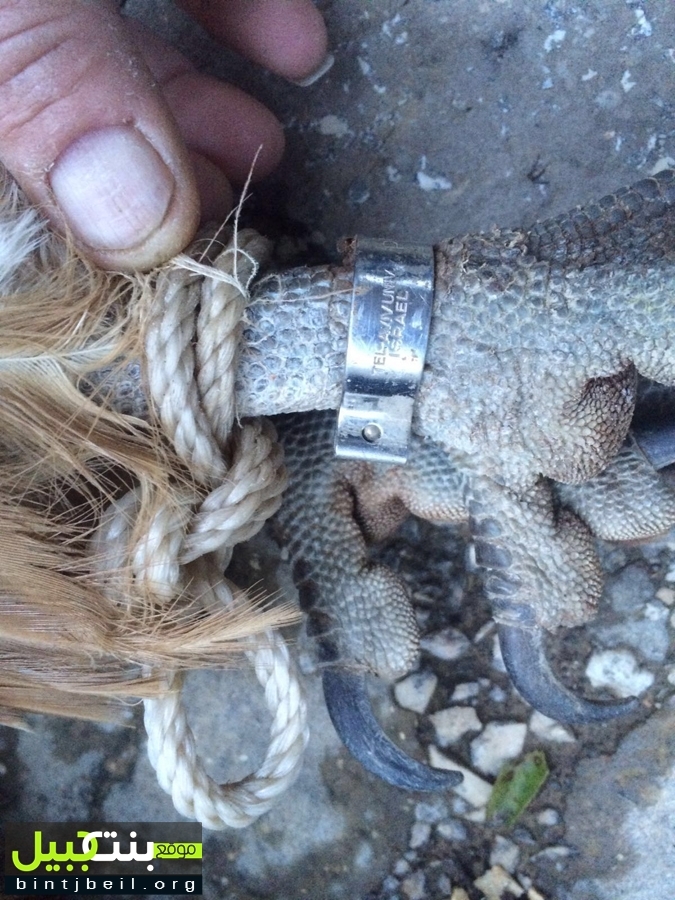 The transmitter attached to the bird set off suspicions. Photo via bintjbeil.org