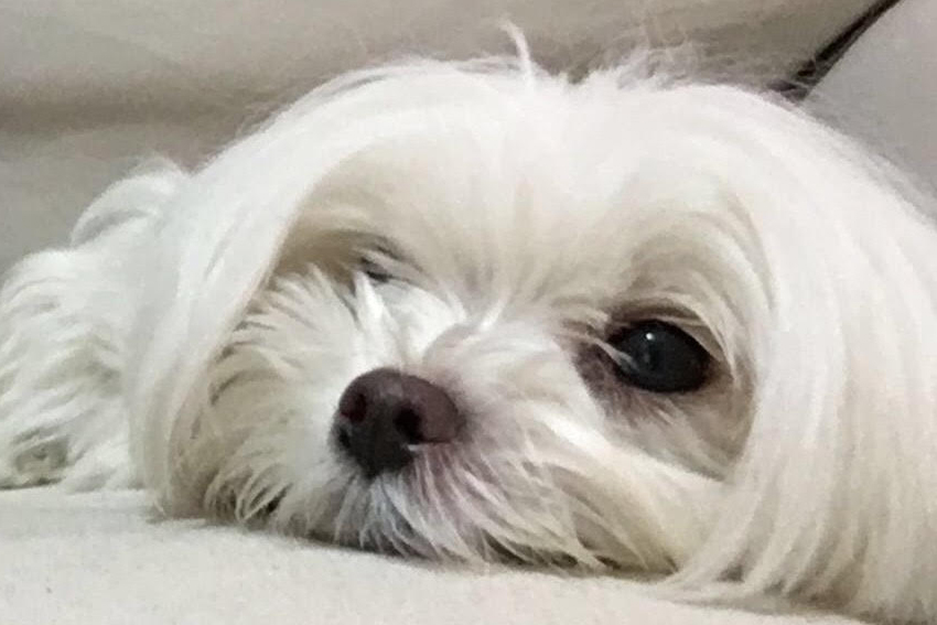 Levinbaum's dog Krembo, named for the famed Israeli treat. Photo: courtesy