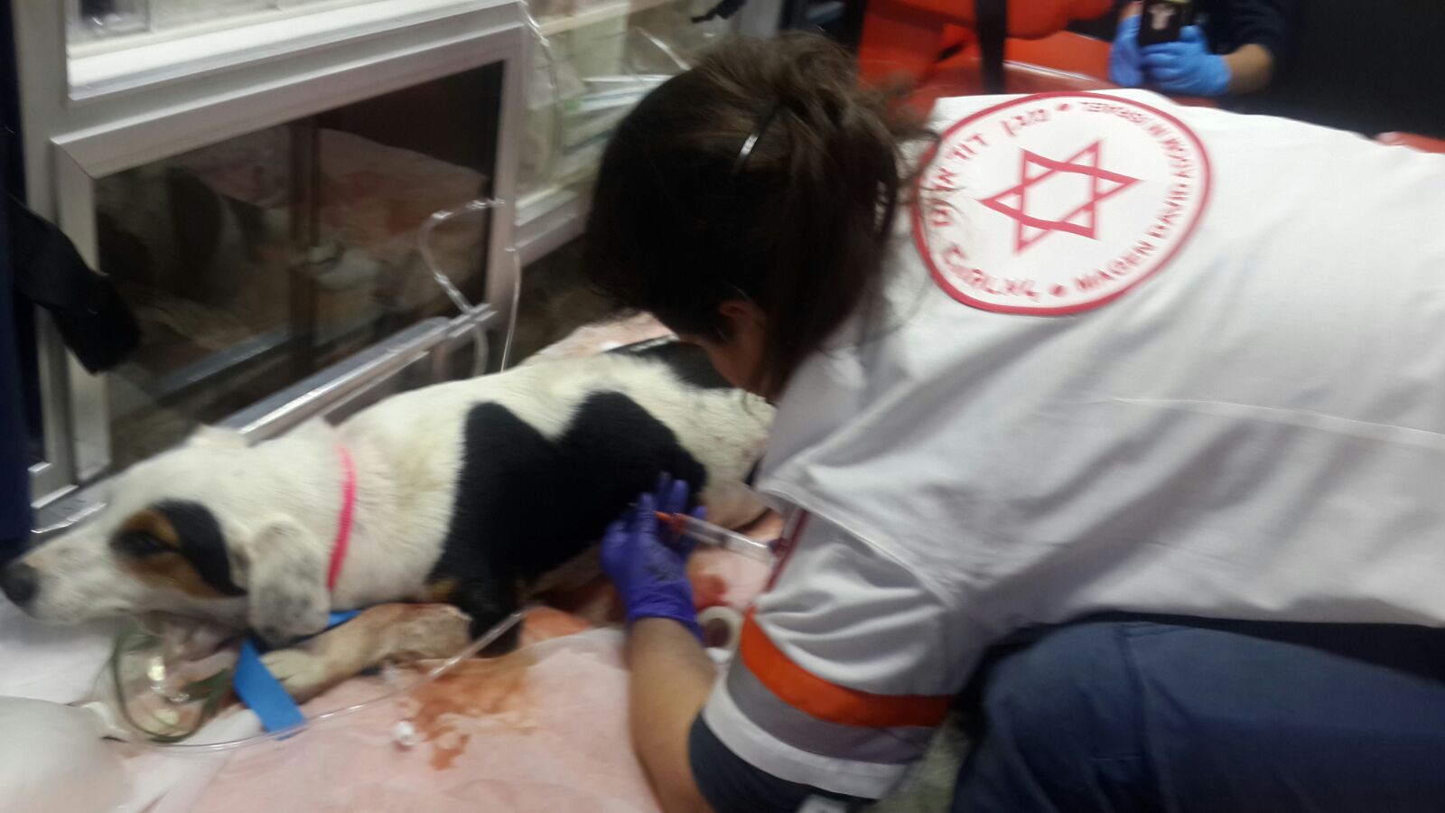 Paramedic Liat Mizrahi draining air from the injured dog’s chest. Photo courtesy of MDA Spokesman’s Office