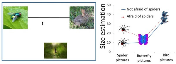 Trial study examples: On left, participants were asked to place the arrow on the line according to the size of the spider relative to a fly and a rabbit. On right, participants who were afraid of spiders rated only spiders as being significantly larger than other stimuli compared with participants who were not afraid of spiders. Graph courtesy of BGU