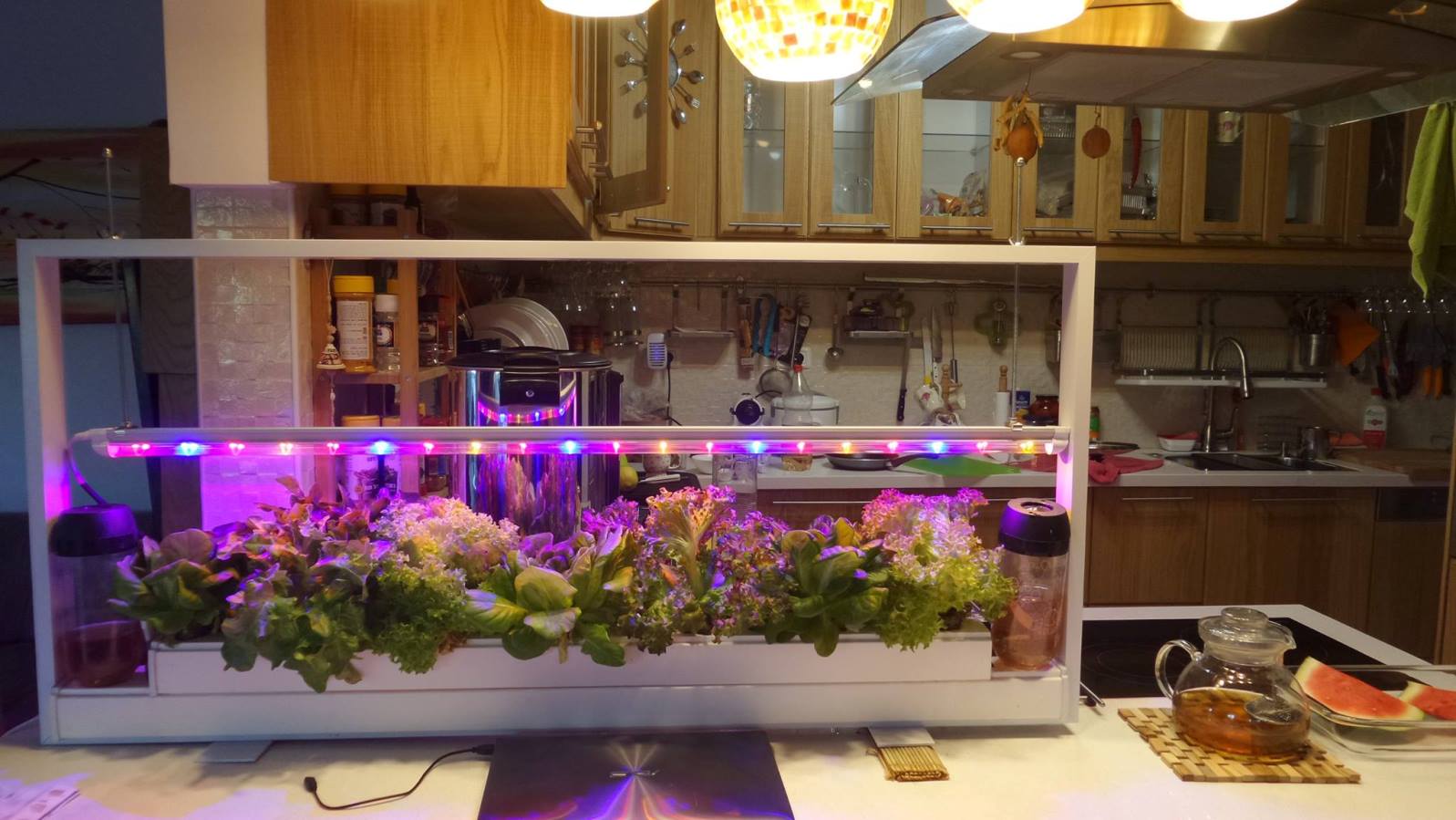 Home aeroponics kits from Aleinu will soon be available for sale. Photo via Facebook