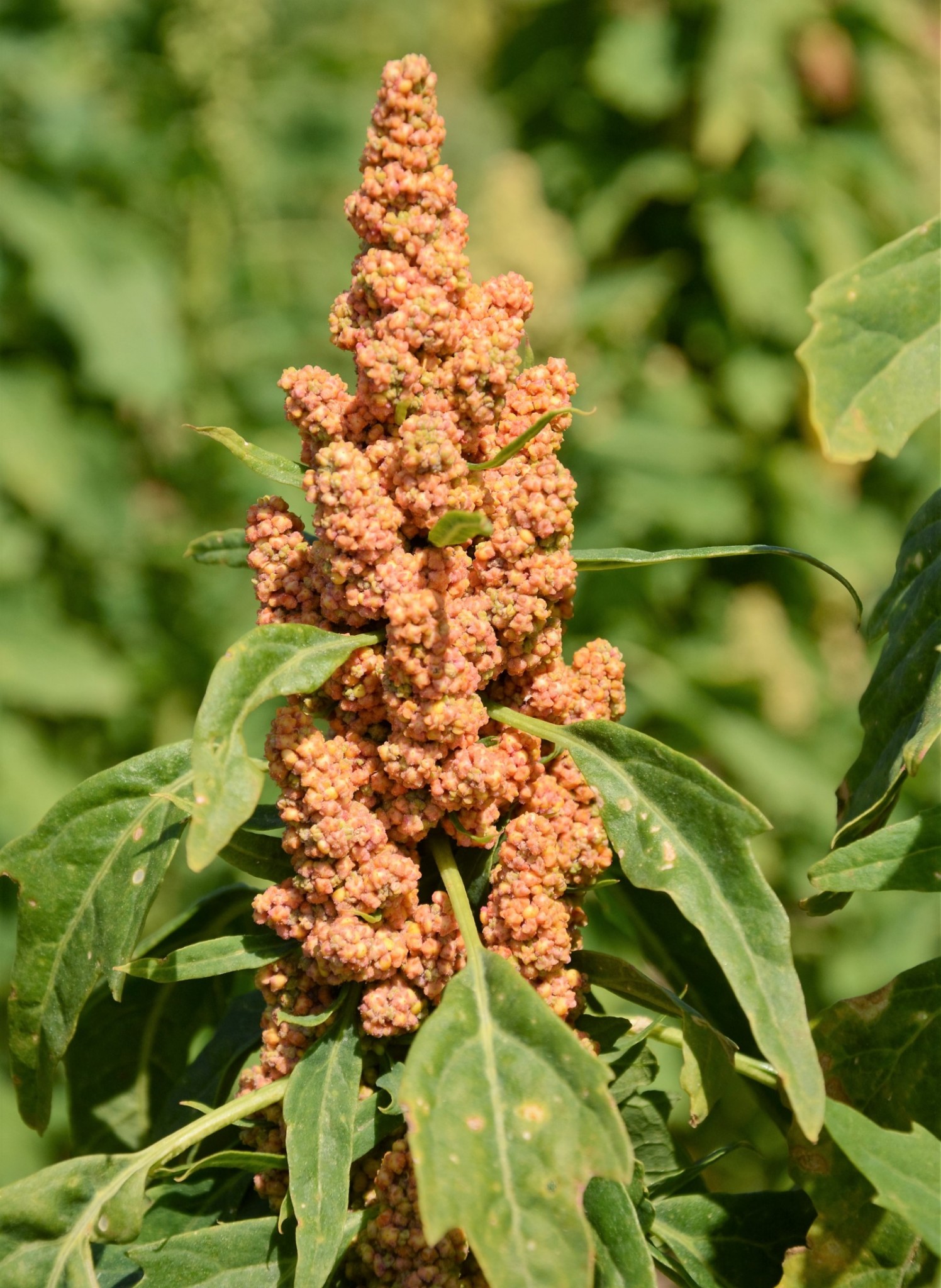 Equinom’s pre-commercial quinoa varieties offer high yield and resilience in high temperatures. Photo: courtesy Equinom’s pre-commercial quinoa varieties offer high yield and resilience in high temperatures. Photo: courtesy