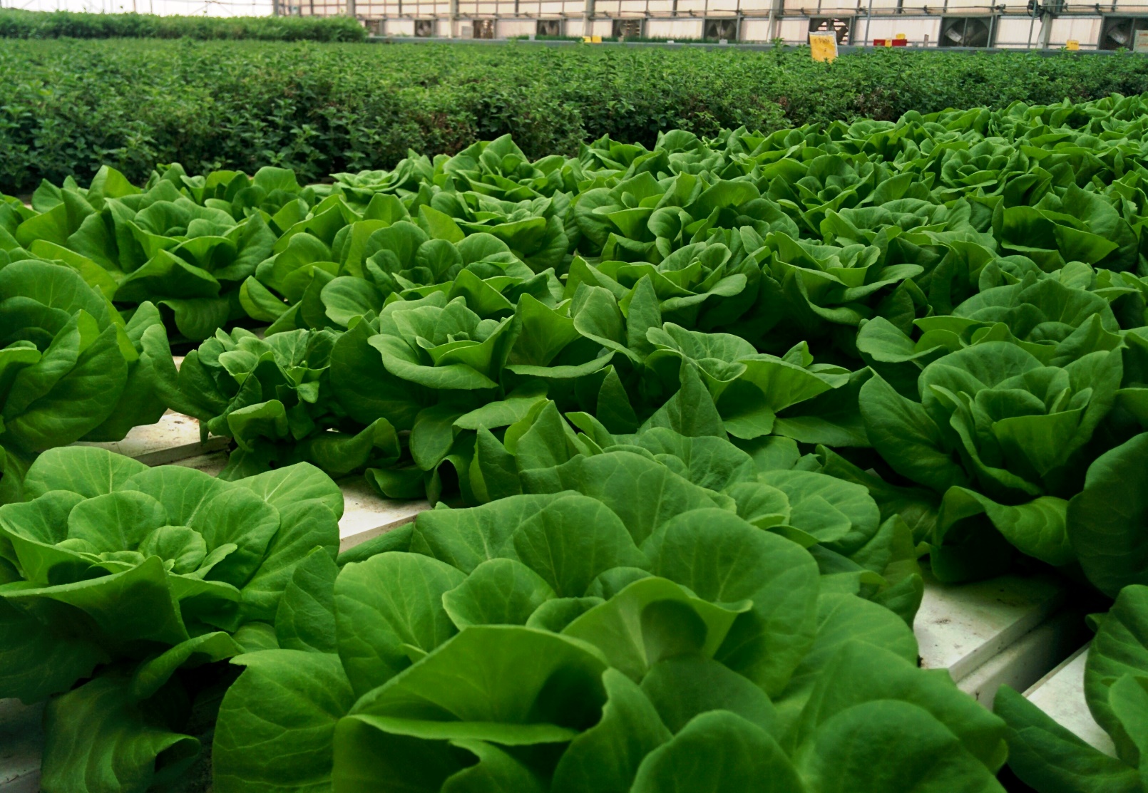 Lettuce ready for harvest on the Aleinu rooftop. Photo by Abigail Klein Leichman