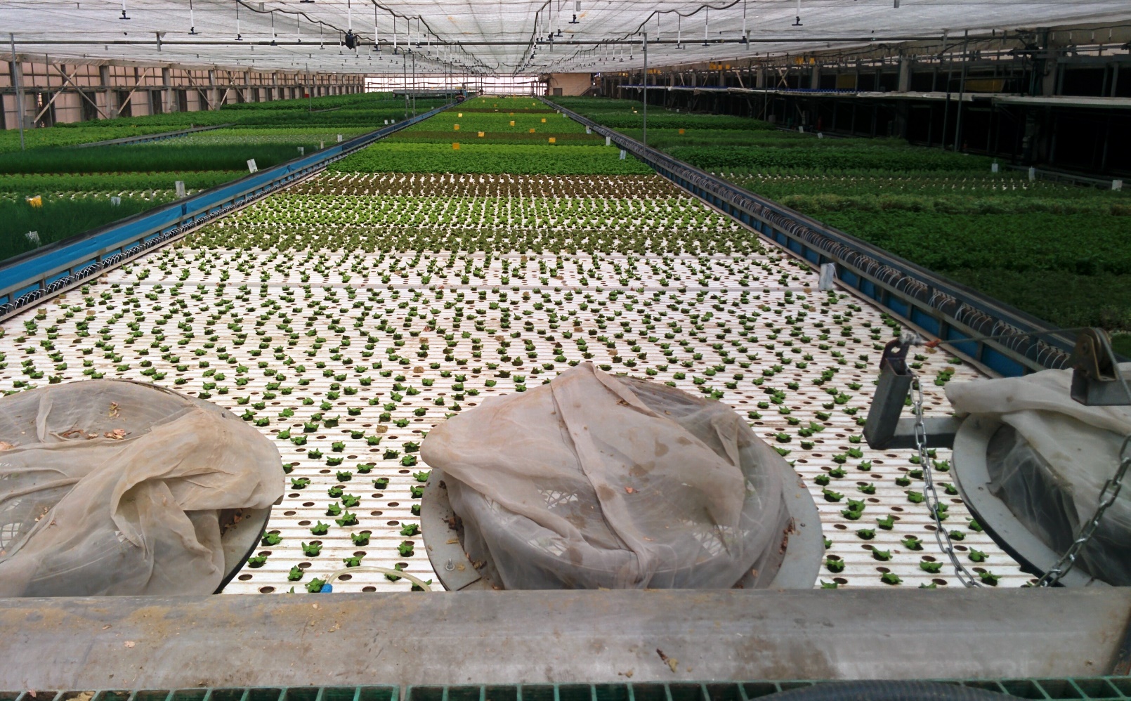 Strong propellers pass over the greens, pulling insects into nets. Photo by Abigail Klein Leichman