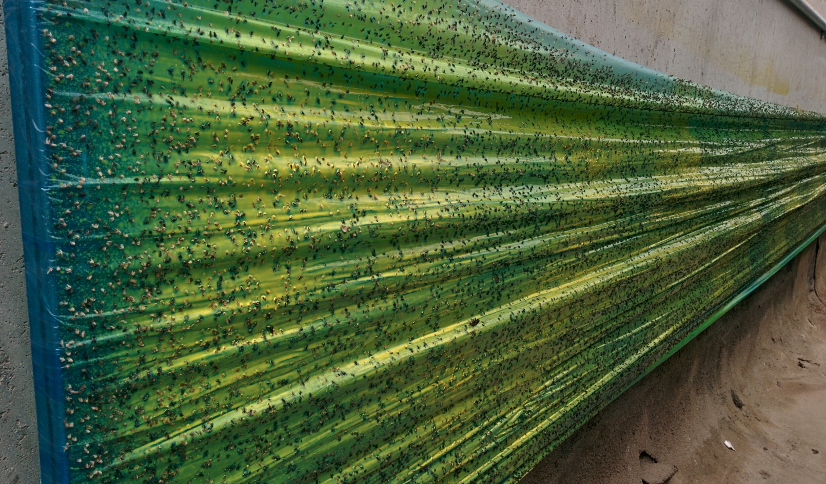 Sticky paper on the walls is one low-tech, non-chemical method for pest control used at Aleinu. Photo by Abigail Klein Leichman