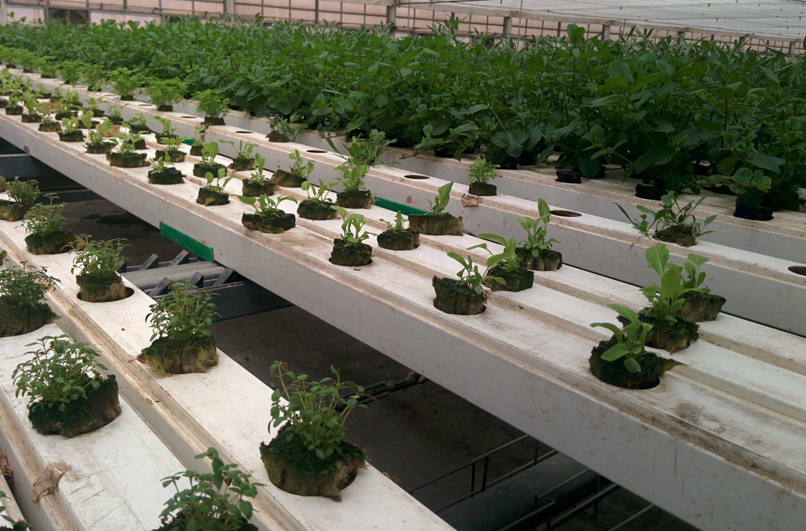 Aleinu’s greens are raised in a unique system of troughs that automatically move farther apart as the leaves grow. Photo by Abigail Klein Leichman