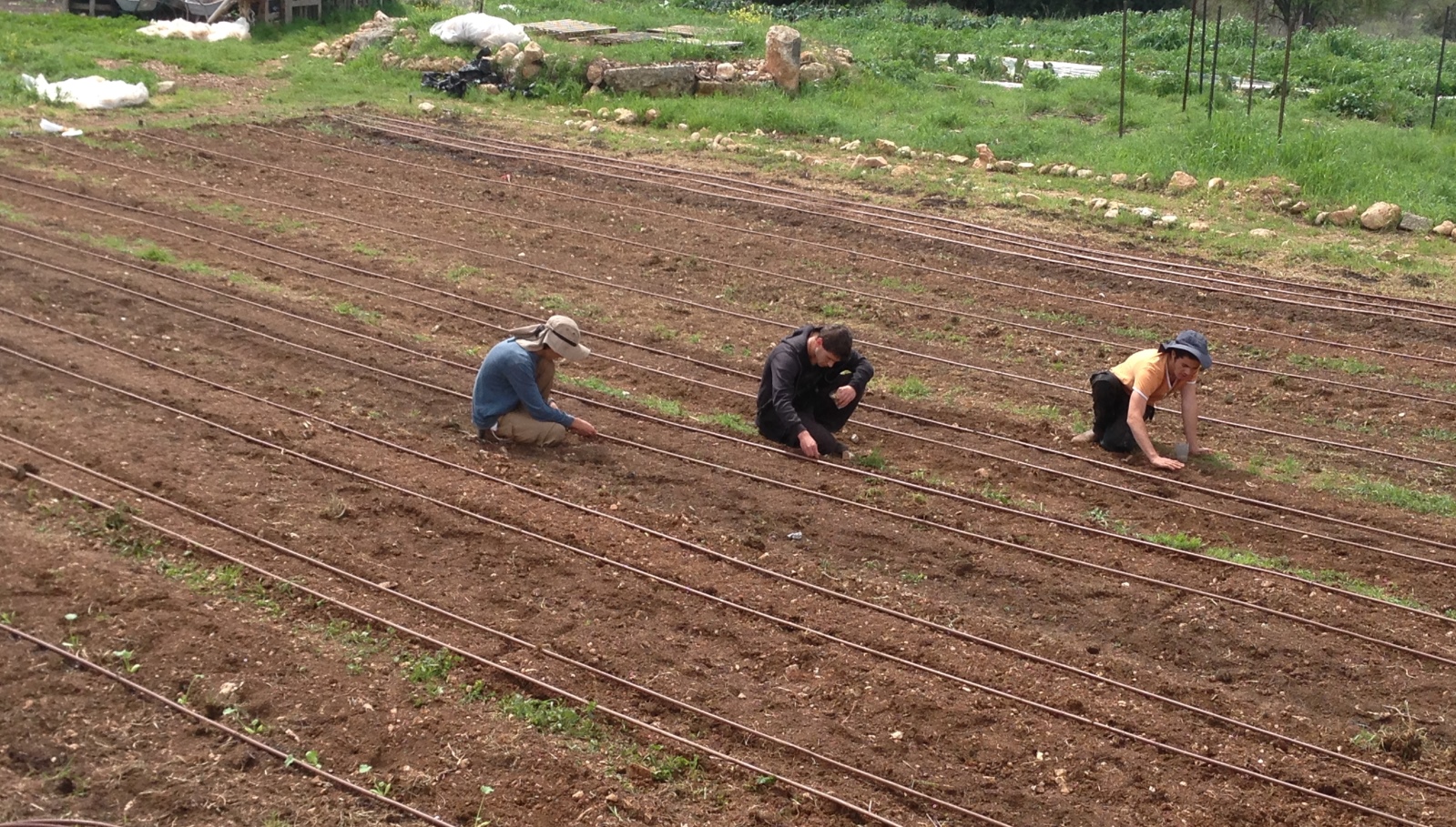 Young farmers sowing corn at Kaima Beit Zayit. Photo: courtesy