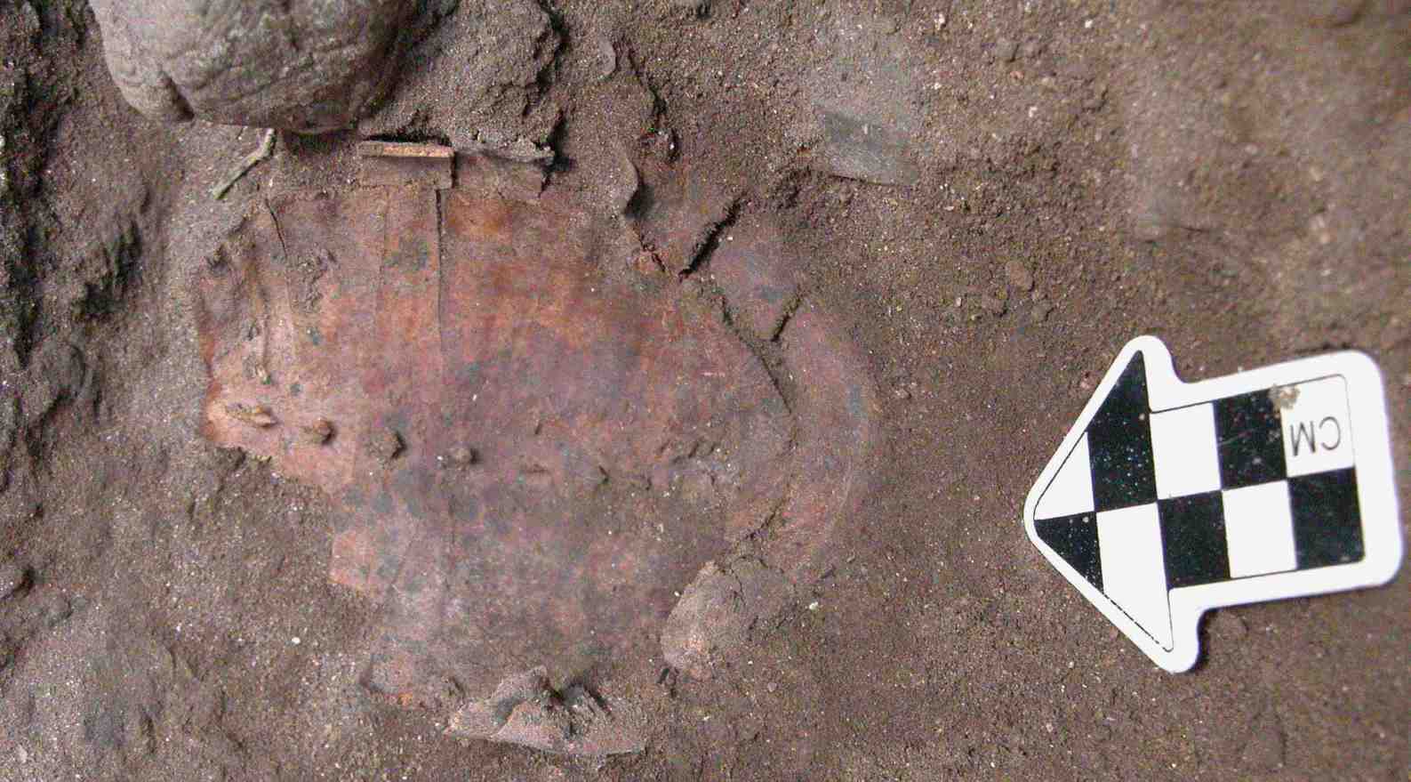 One of 86 tortoise shells found in a unique burial site analyzed by Hebrew University archaeologists. Photo by Leore Grosman