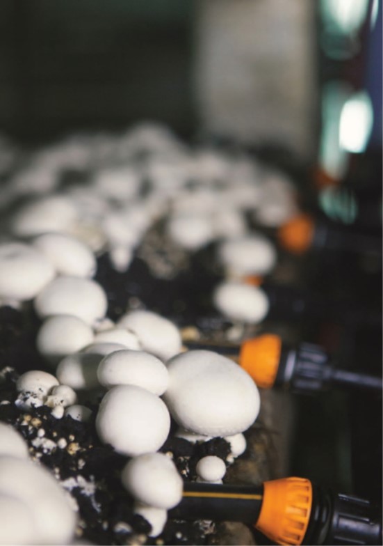 Mushroom Master results in Moshav Zarit, Israel. Photo courtesy of Netafim