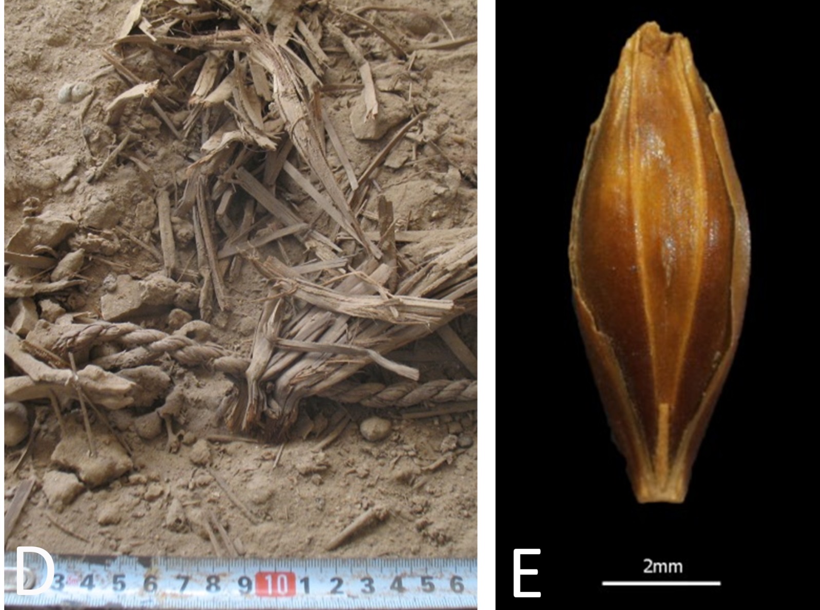 Left, well-preserved plant remains found in Yoram Cave; right, a desiccated barley grain retrieved from the site. Photos by Uri Davidovich