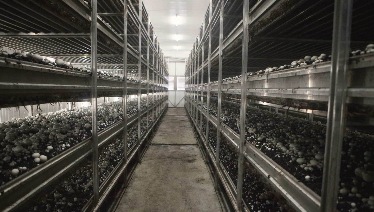 Mushrooms growing on shelves. Photo courtesy of Netafim