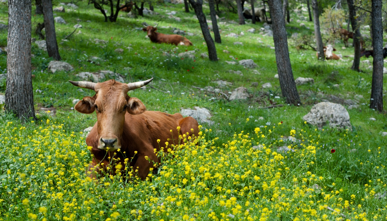 Cows grazing on Mount Tabor. Photo by Ryan Rodrick Beiler/Shutterstock.com