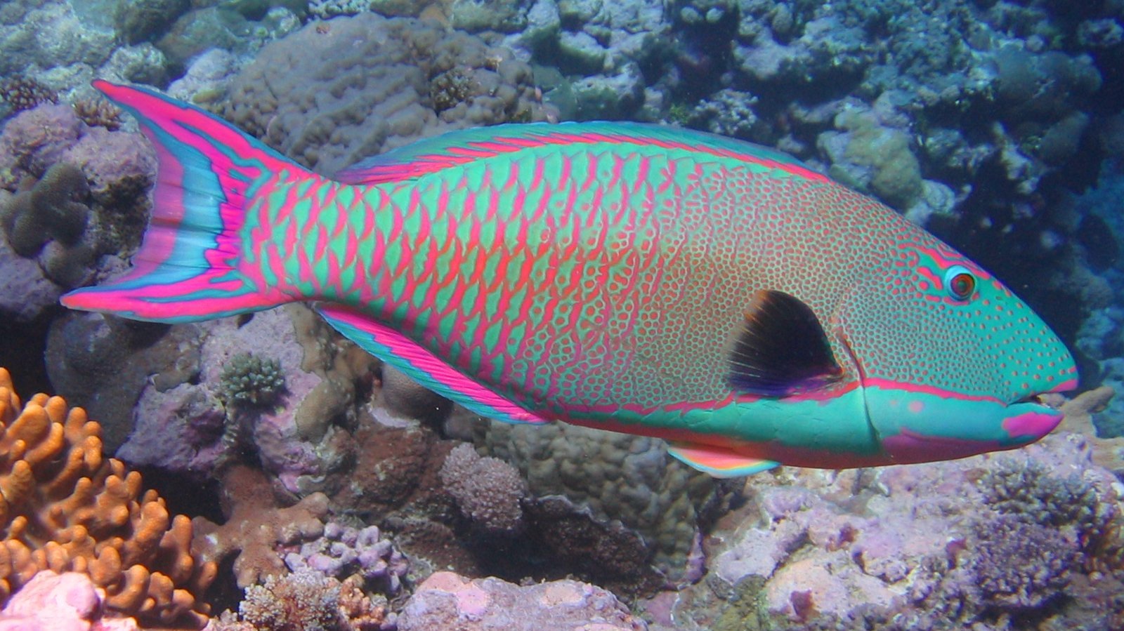 The parrotfish inspired Chana Weinberg’s initial designs. Photo: courtesy