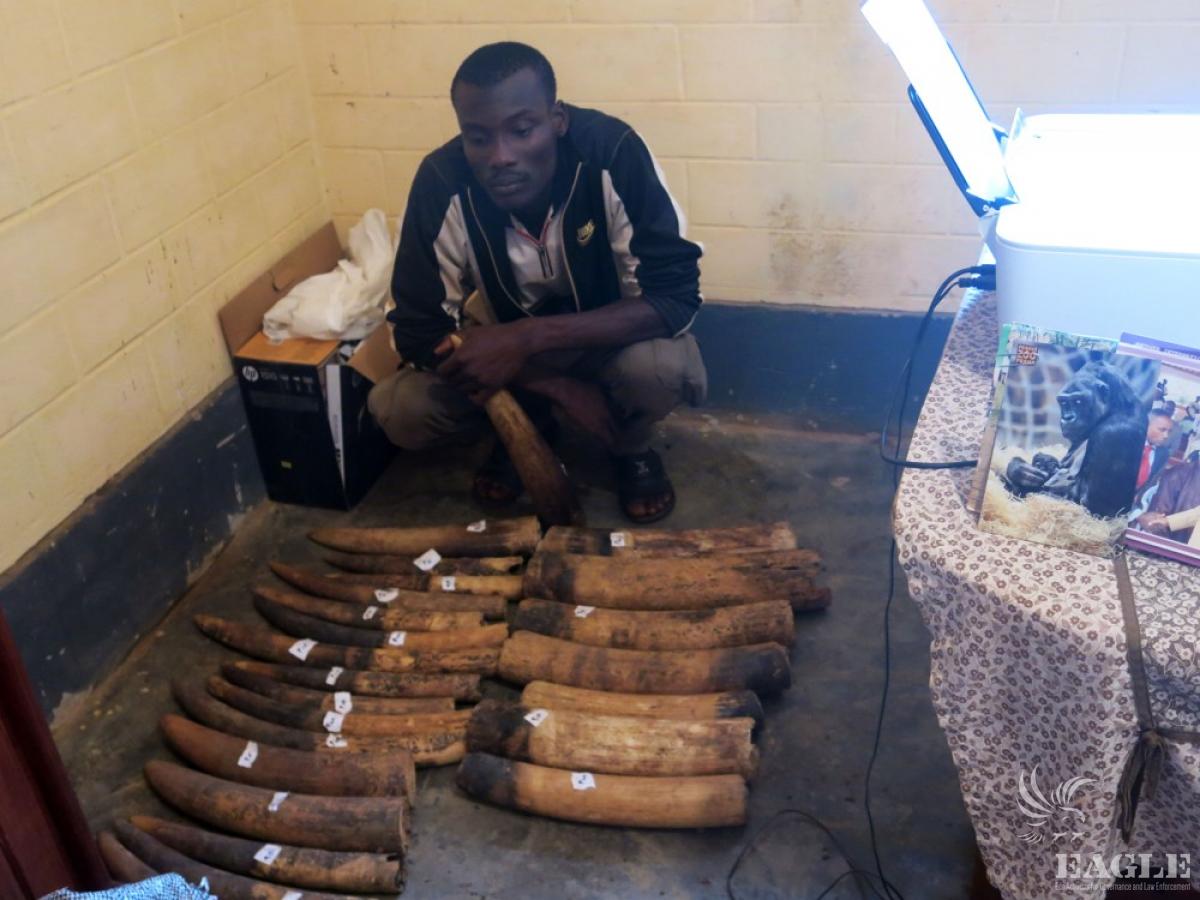 A significant ivory trafficker was arrested in Cameroon with 18 raw elephant tusks in January 2015. Photo courtesy of EAGLE Network A significant ivory trafficker was arrested in Cameroon with 18 raw elephant tusks in January 2015. Photo courtesy of EAGLE Network