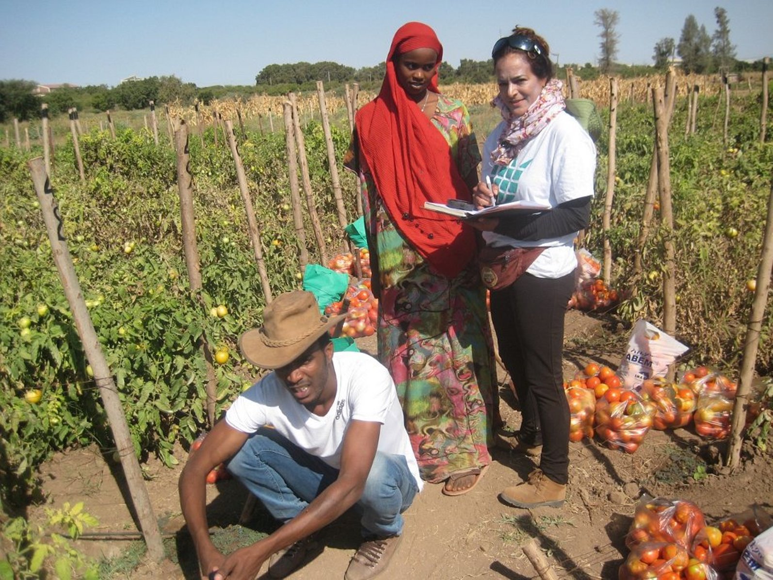 Israeli NGO Fair Planet is helping Ethiopian tomato farmers improve their crops. Photo: courtesy Israeli NGO Fair Planet is helping Ethiopian tomato farmers improve their crops. Photo: courtesy