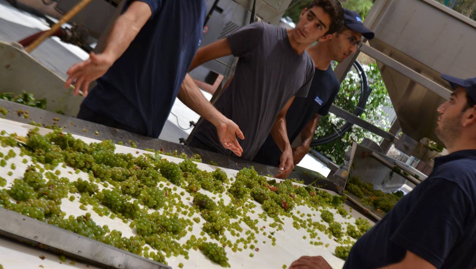 A visit to Flam Winery in Eshta’ol. Photo via My Israel Wine Tours Facebook page. A visit to Flam Winery in Eshta’ol. Photo via My Israel Wine Tours Facebook page.