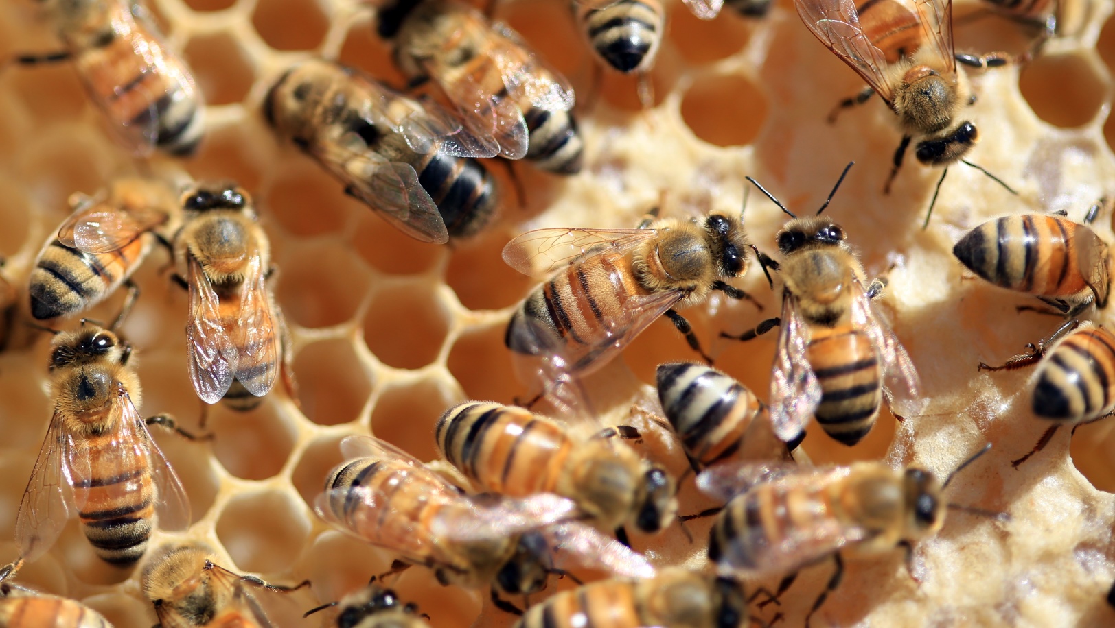 Honeybees at Hebron Honey apiary in Israel. Photo by Nati Shohat/FLASH90 Honeybees at Hebron Honey apiary in Israel. Photo by Nati Shohat/FLASH90